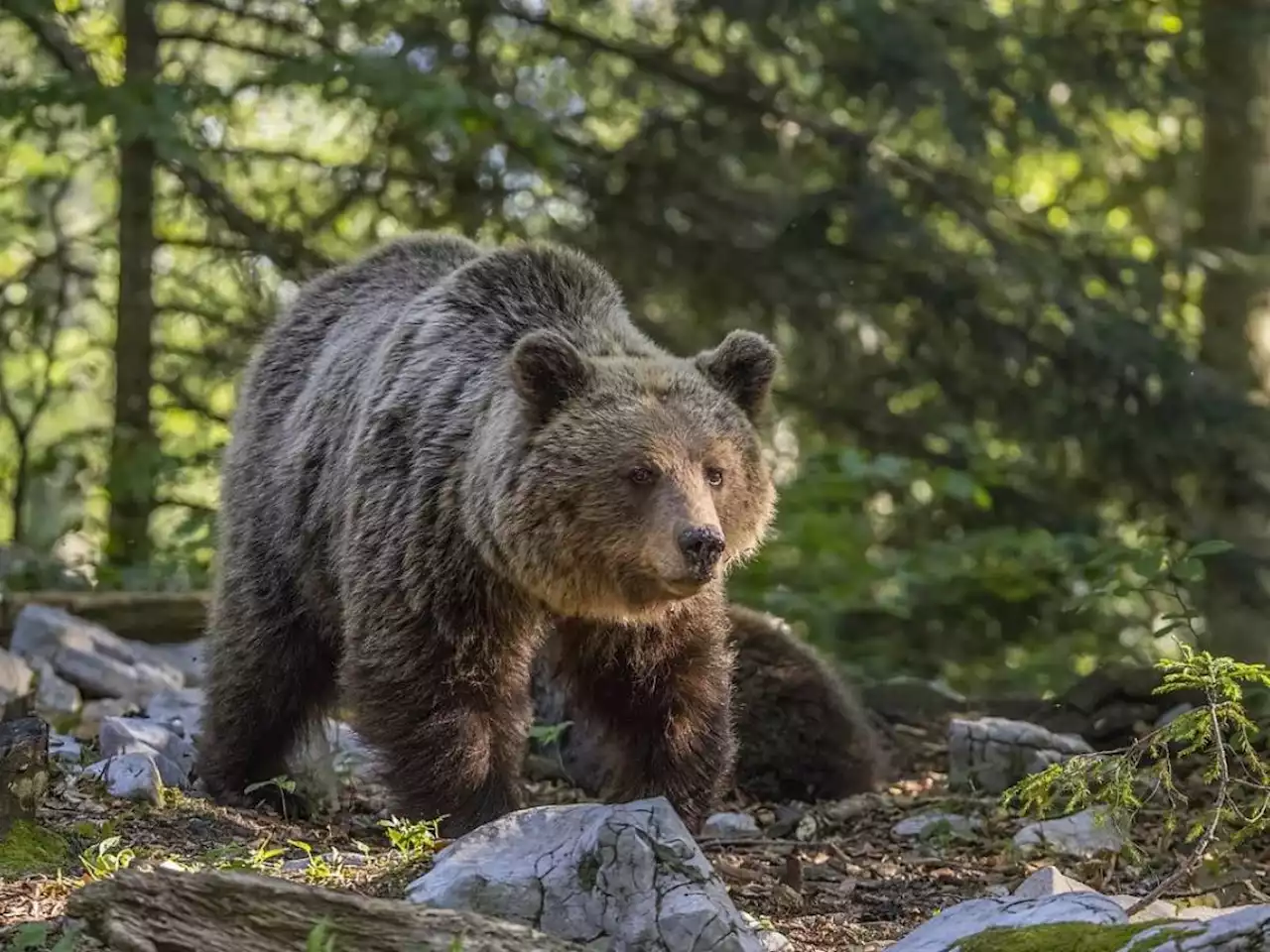 La campagna bestiale contro fratello lupo e compare orso