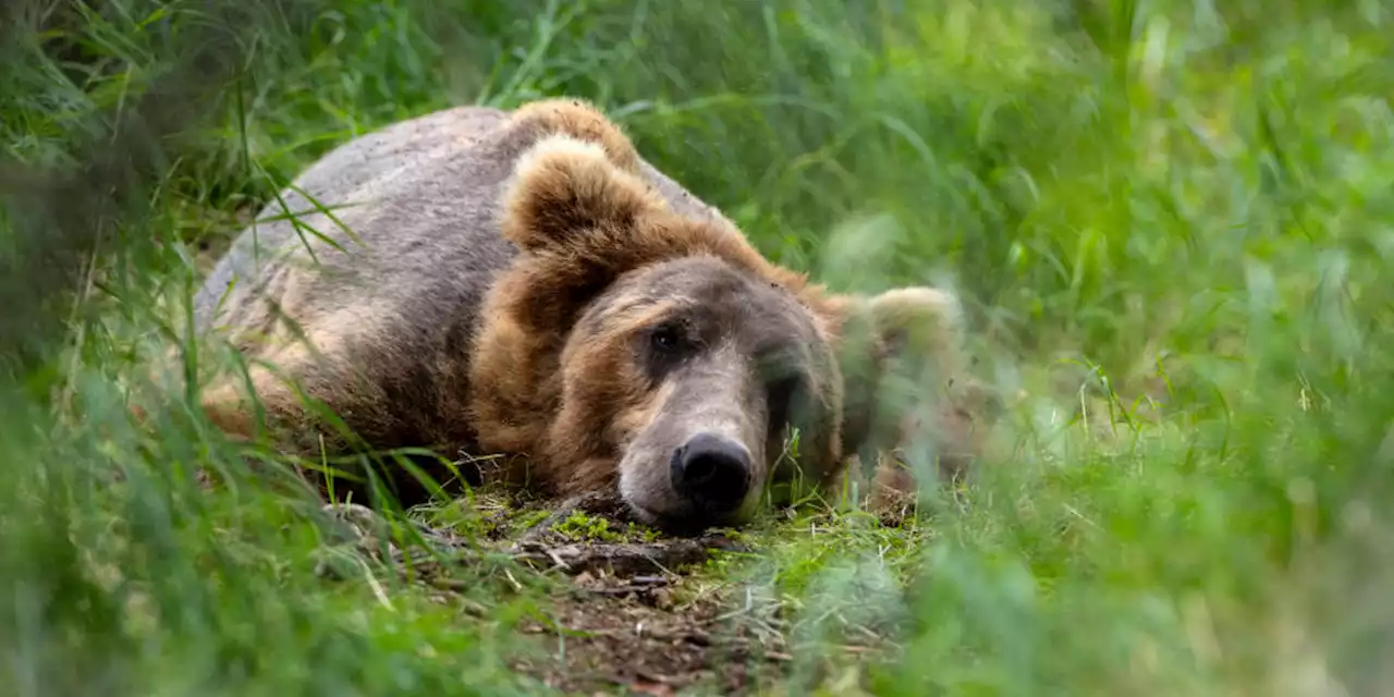 L’ennesimo tentativo di uccidere un’orsa in Trentino