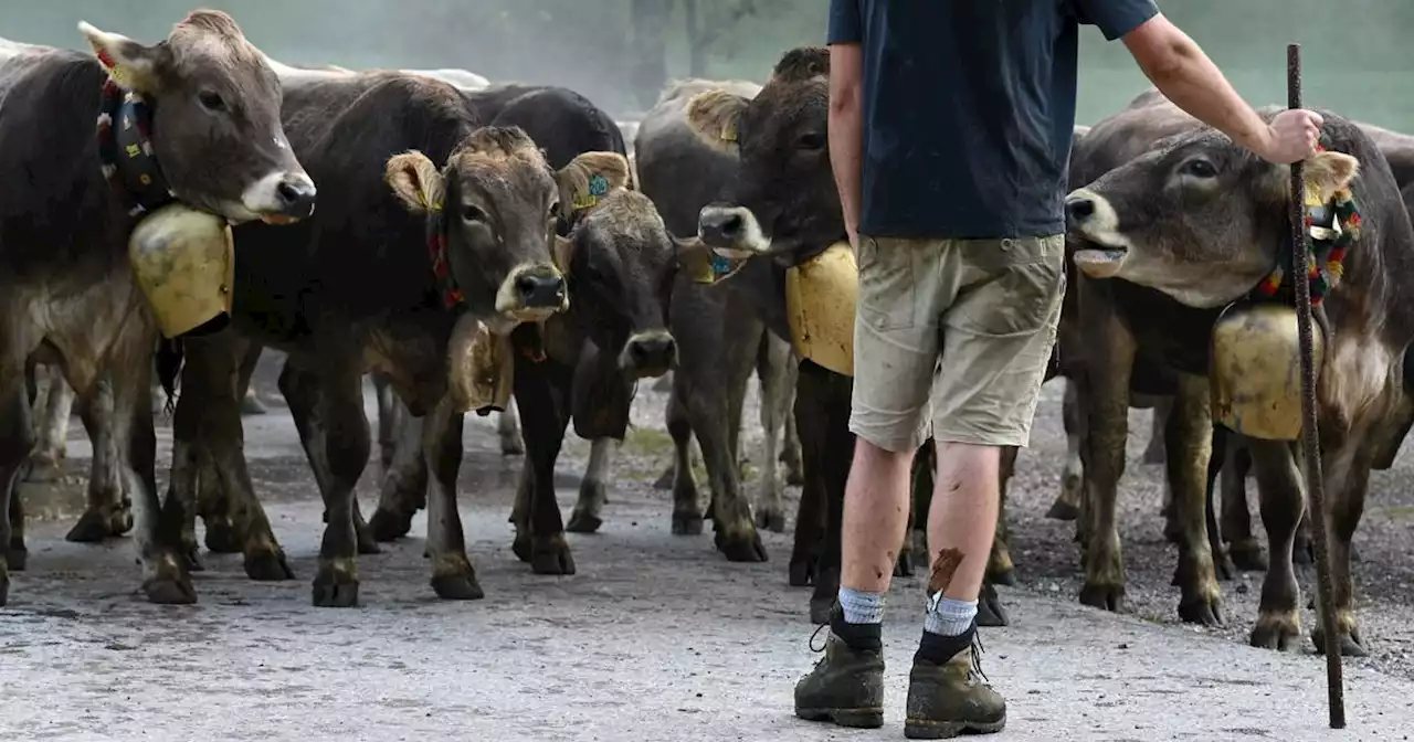 Input and output prices both fell sharply on Irish farms in July