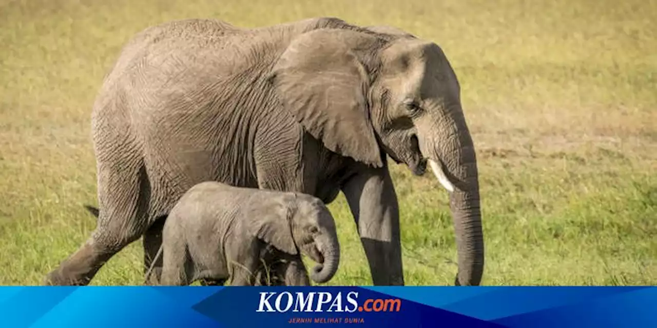 Rombongan Gajah Liar di Vietnam Kini Punya KTP