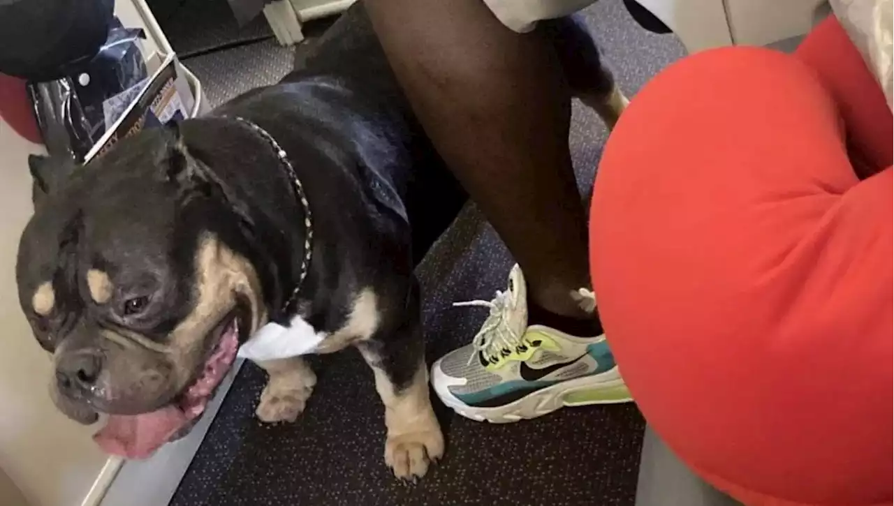 Il cane d'assistenza sbava e soffre di flatulenza, i vicini di posto sull'aereo chiedono il rimborso del viaggio