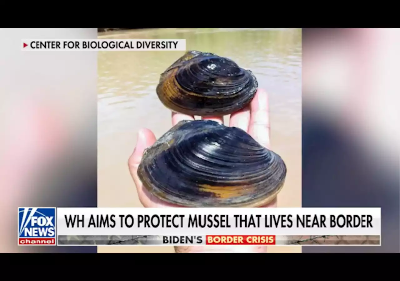 House GOP Asks Biden Admin About Classifying Mussels as Endangered That Could Pull Texas Buoys