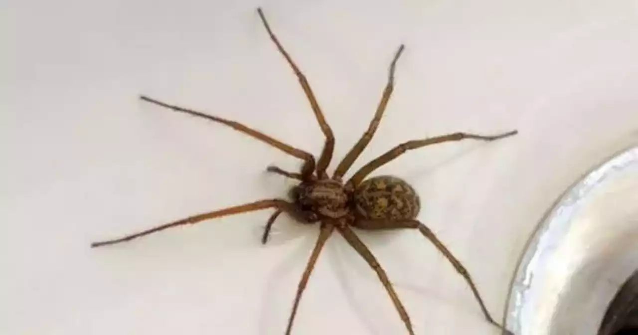 The 14p solution that keeps huge spiders from invading your home