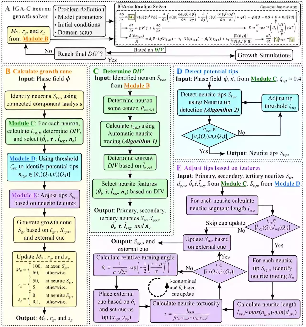 Branching out: Modeling neurons in new ways