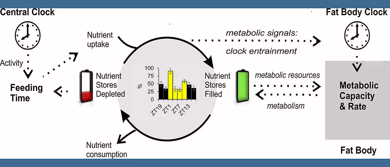 How internal clocks control fat metabolism