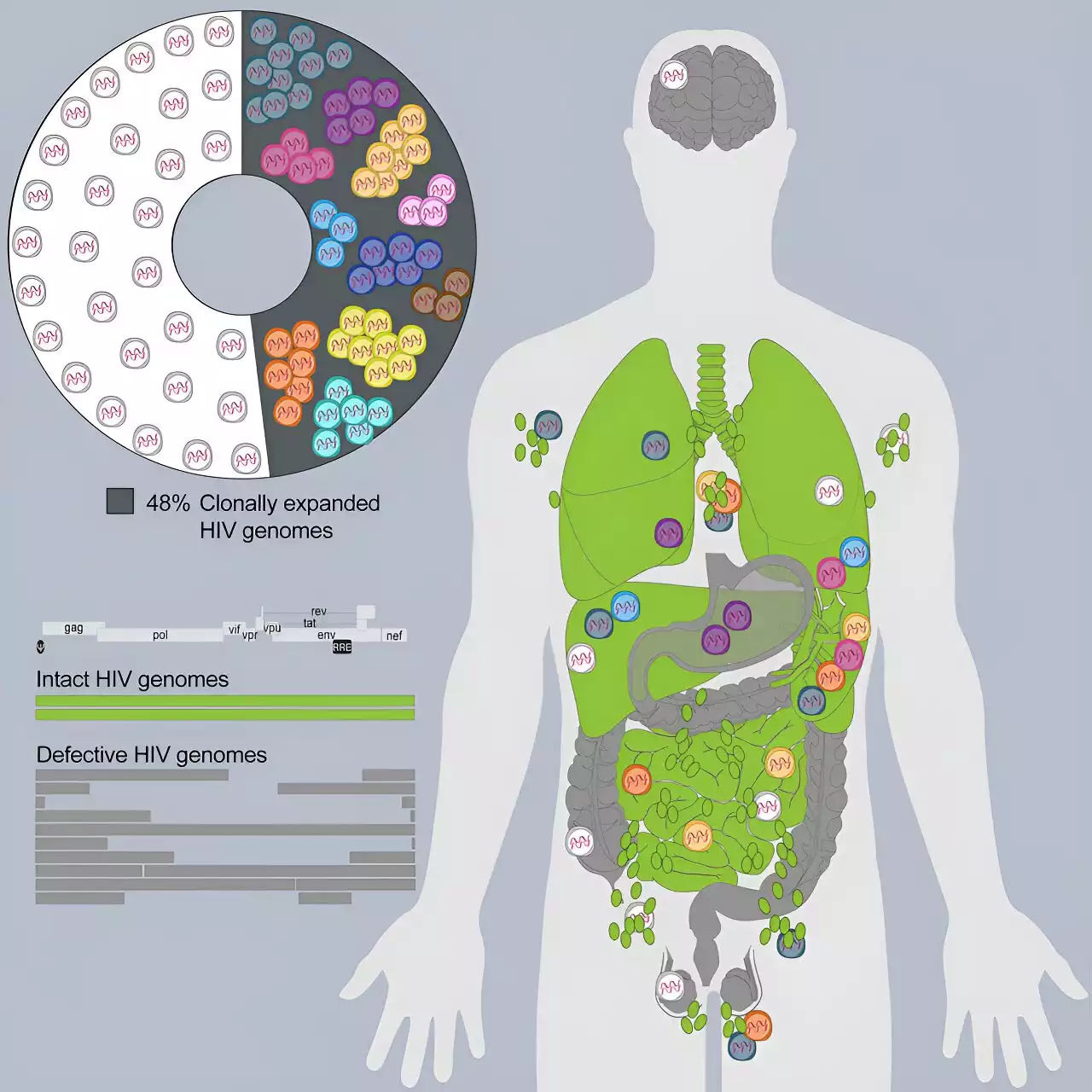 Researchers find genetically intact HIV virus prefers to 'hide' in organs of the immune system