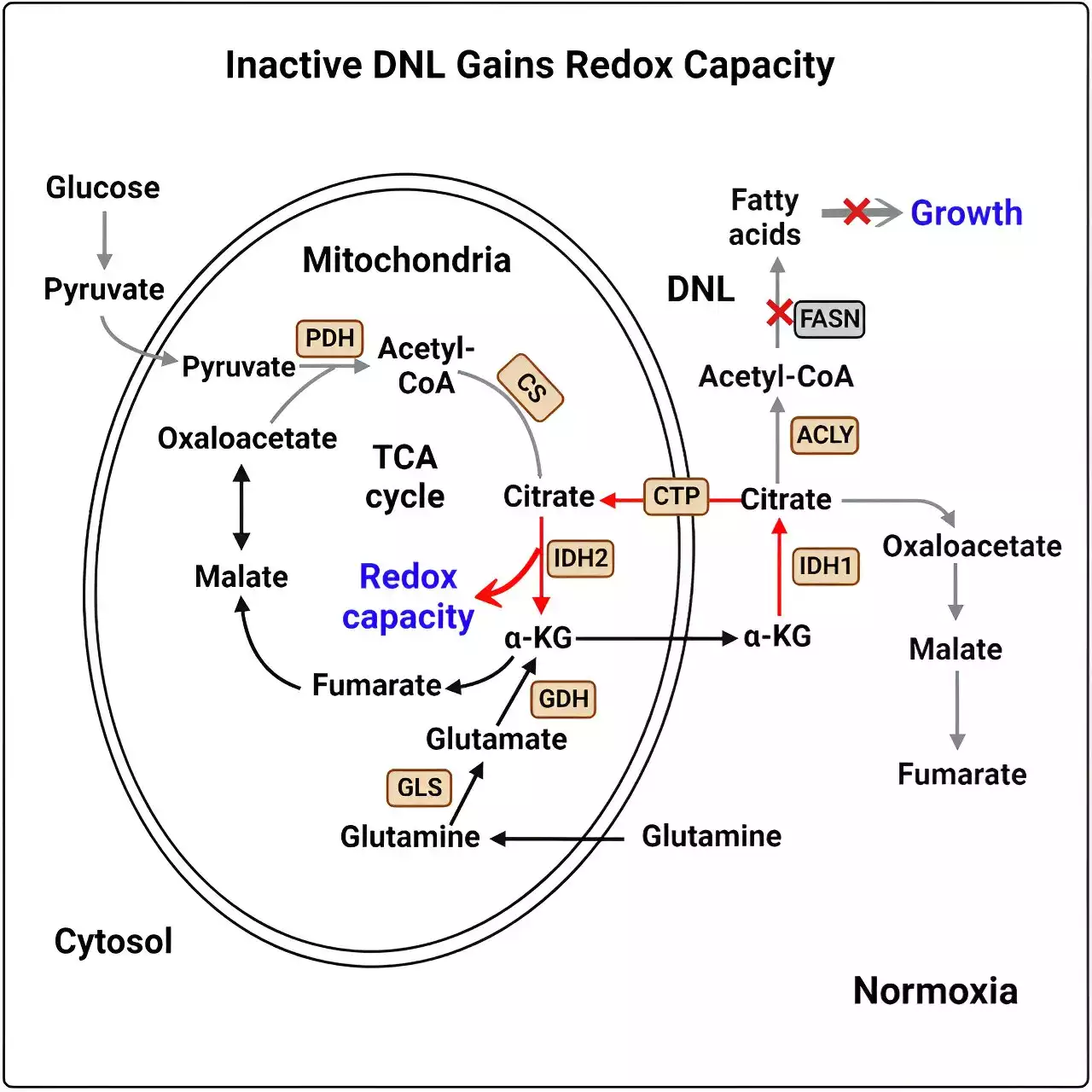 Scientists identify new therapeutic target for metastatic cancer