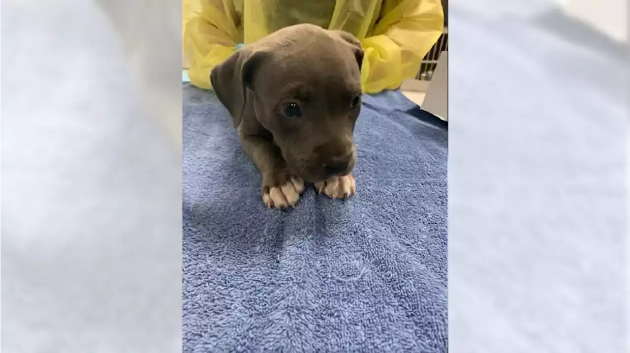 Pit bull puppy overdoses on fentanyl, is revived with Narcan, SoCal police say