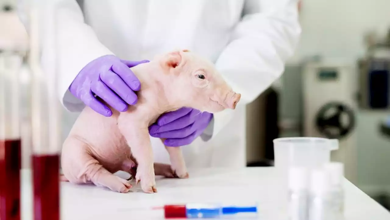 'Reins humains' cultivés dans des corps de porcs : pourquoi cette avancée pourrait être un tournant médical majeur ?