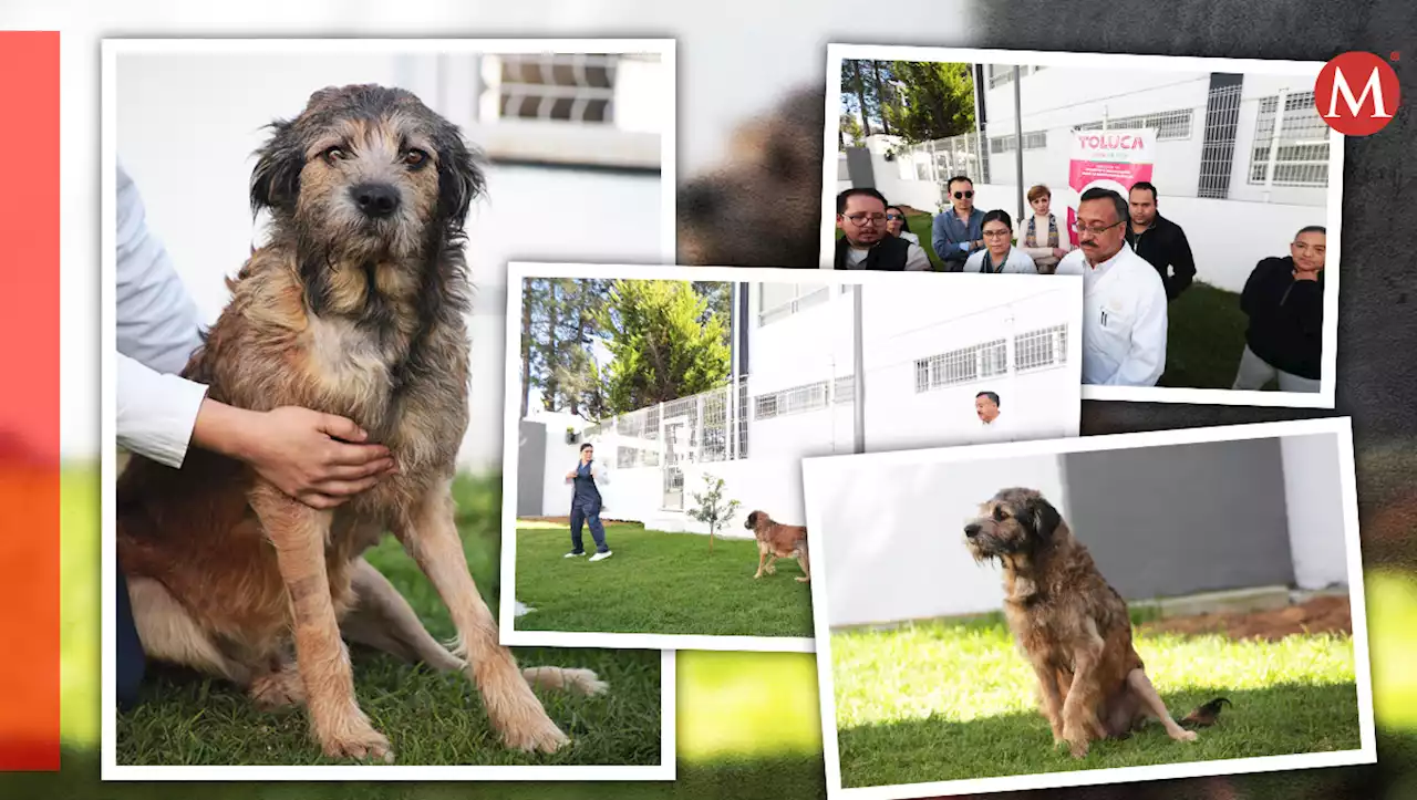 Comienza a caminar la perrita 'Barbitas' tras ser baleada en Toluca