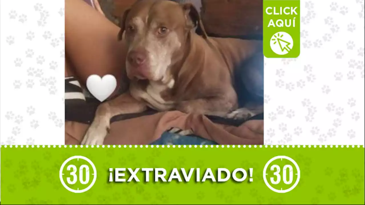 Este lindo perrito llamado 'Taylor' se perdió en Manrique, ¿lo ha visto?