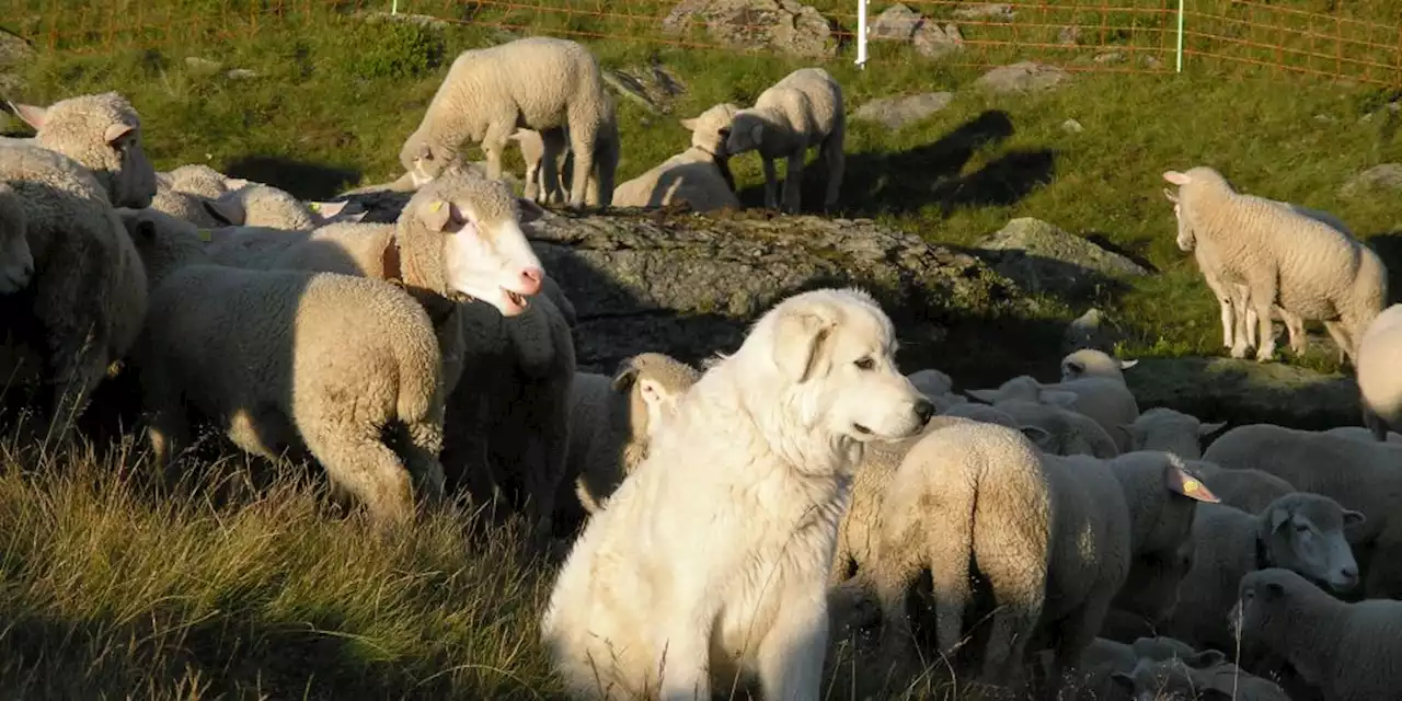 – Graubünden: «Aufwand für Hundehalter zu gross!»