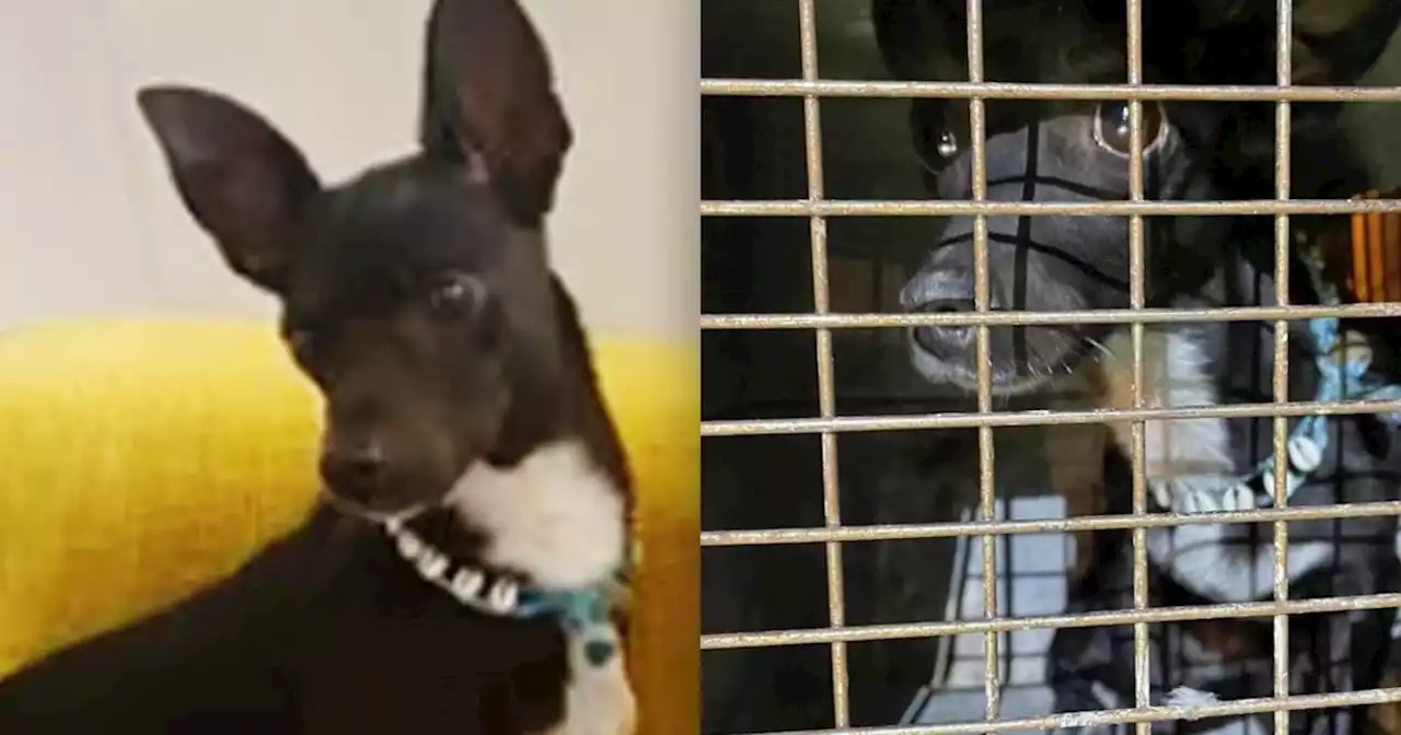 Dog lost at Atlanta airport 3 weeks ago found safe in cargo facility