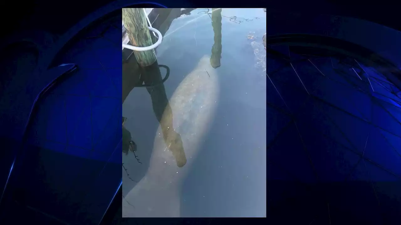 ‘The ocean is full of surprises': Rare manatee sighting in Rhode Island