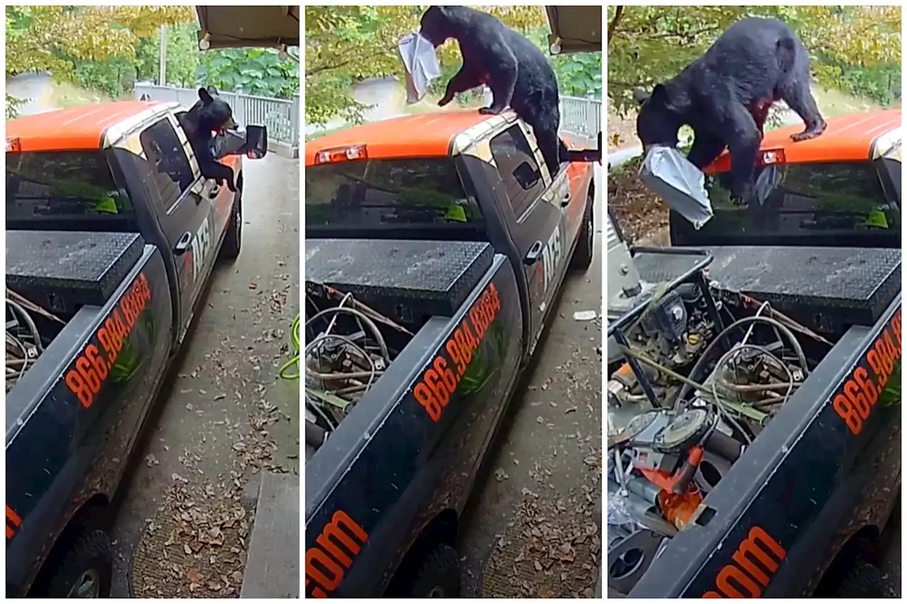 Naughty bear breaks into Tennessee repairmen's truck to steal lunch