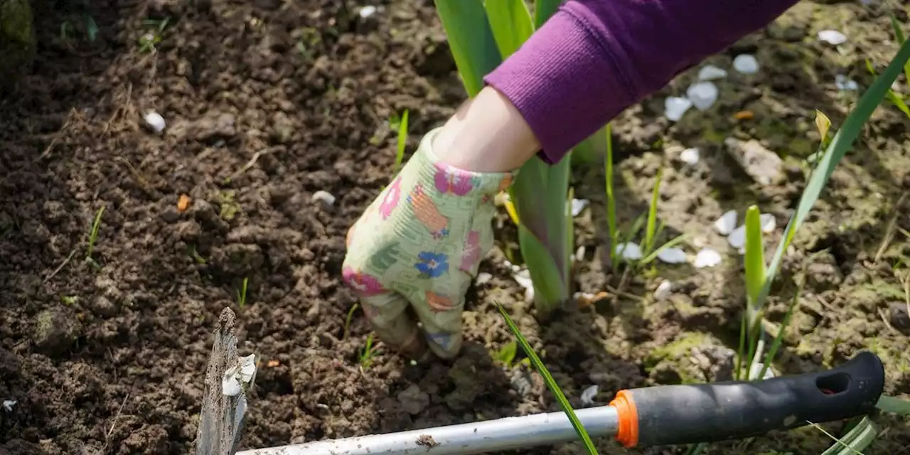 Hat man bereits zuhause: Mit diesem Hilfsmittel verhindern Sie Unkraut im Beet