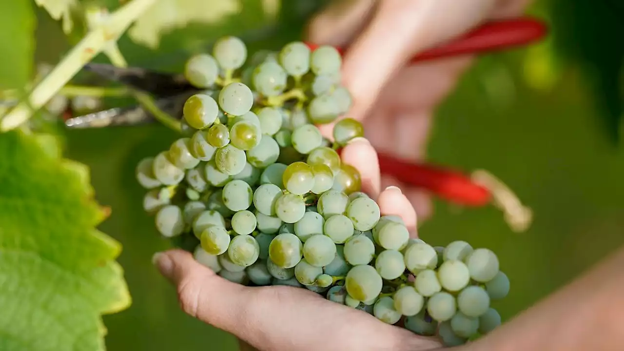 Viel Sonne: Weinbauern hoffen auf guten Jahrgang