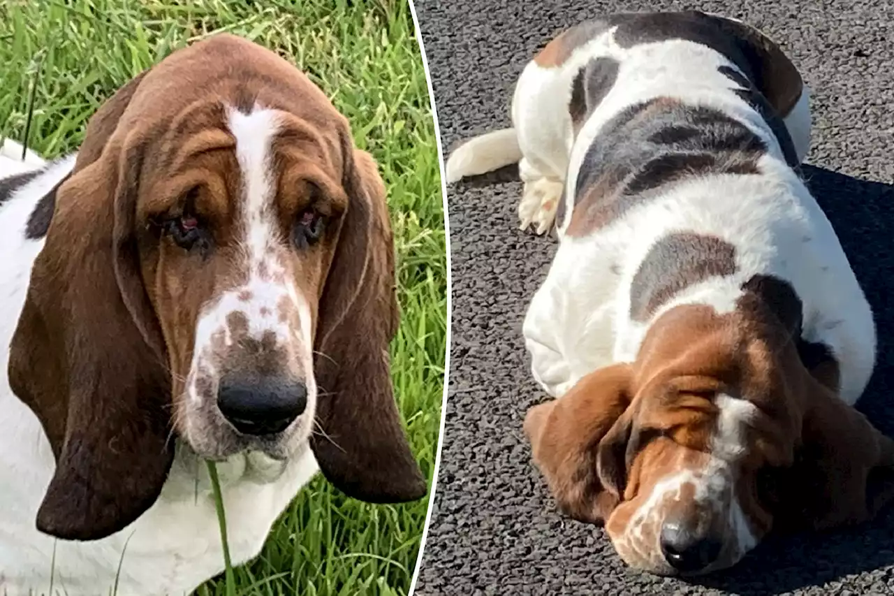 My basset hound was having trouble seeing — I took him to get a facelift