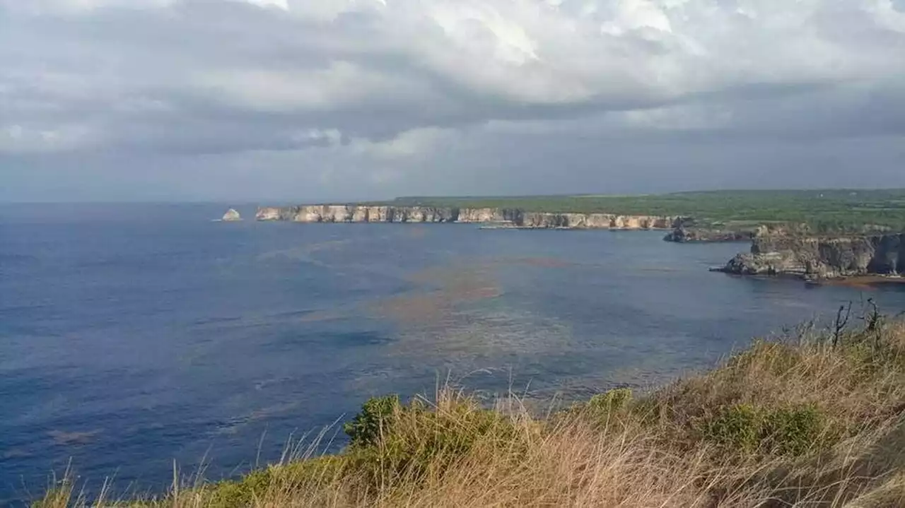 Algues sargasses en Martinique : un barrage flottant financé par des habitants a fait ses preuves