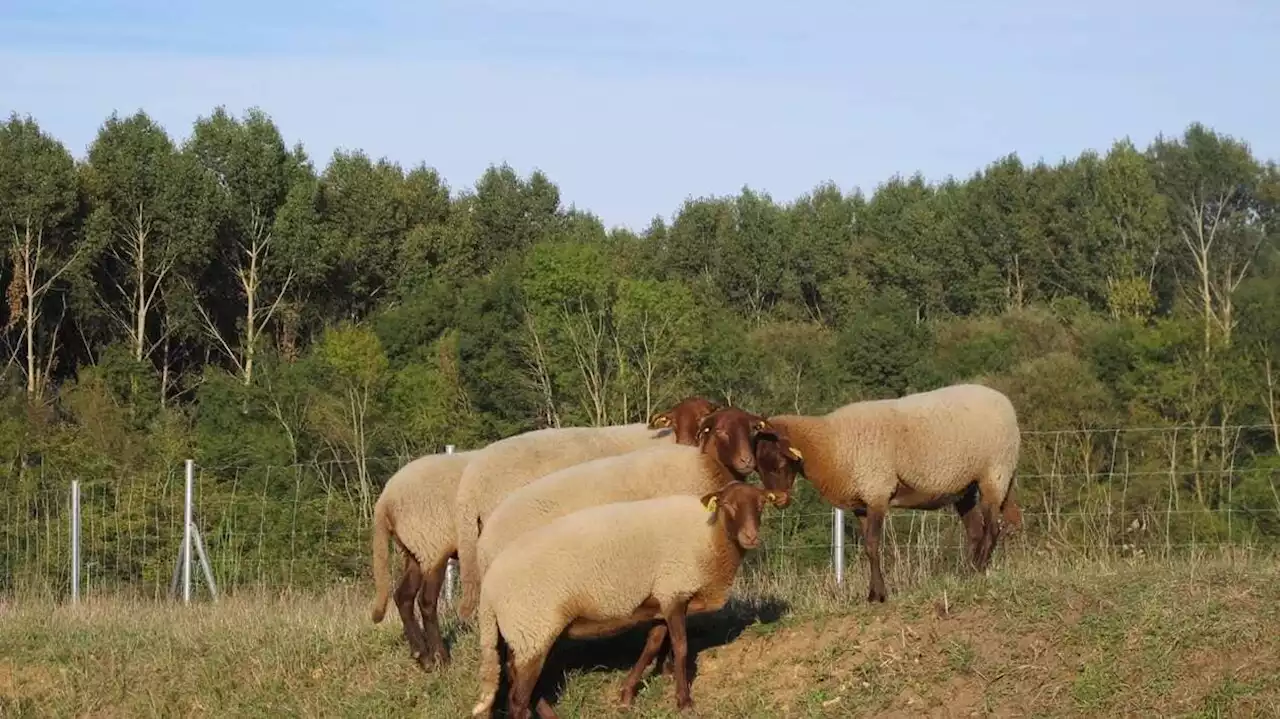 De mystérieux vols de moutons en recrudescence dans des écopâturages près d’Angers