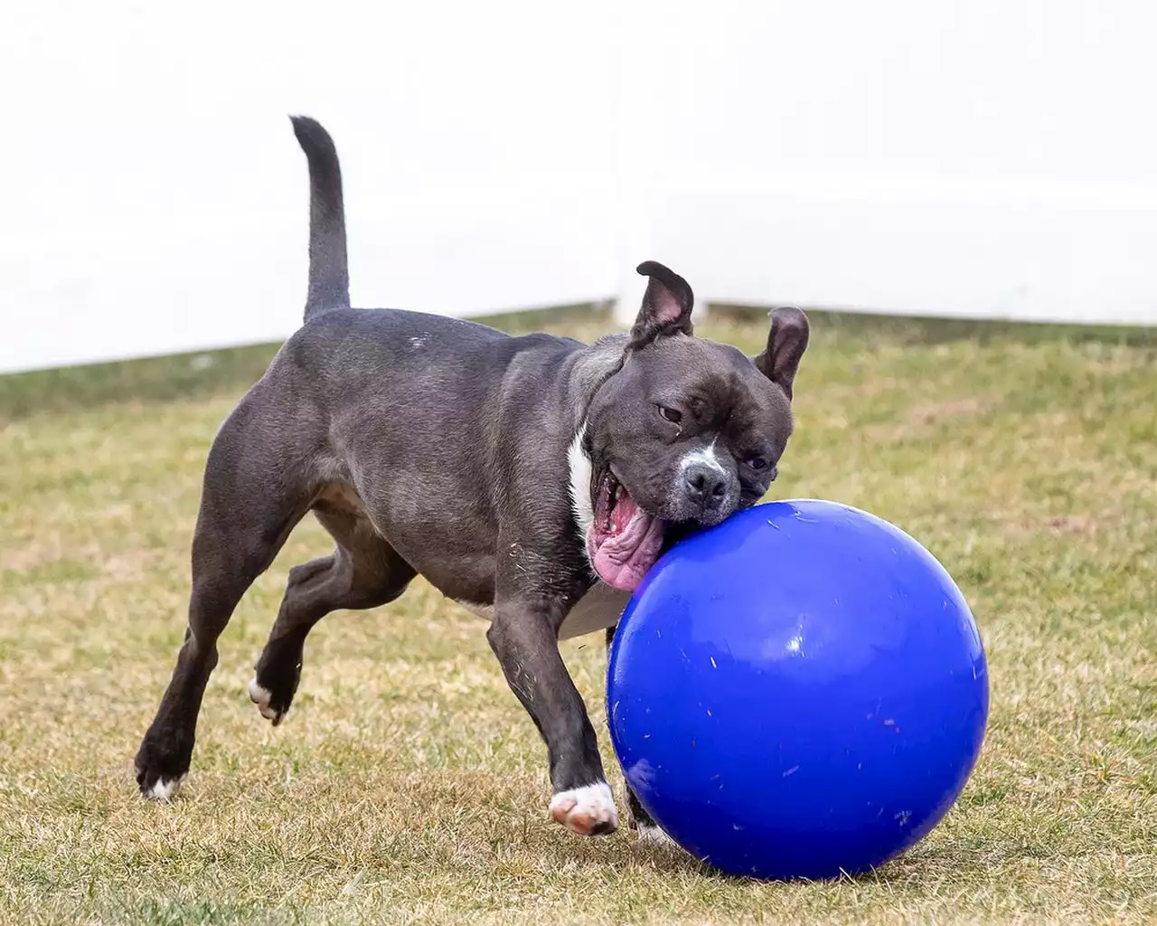 Problems persist at the Humane Society of Harrisburg Area