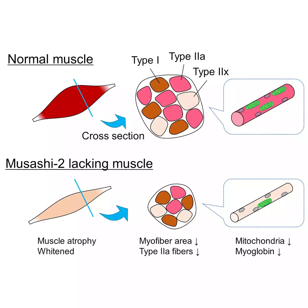 Scientists investigate protein that controls skeletal muscle composition