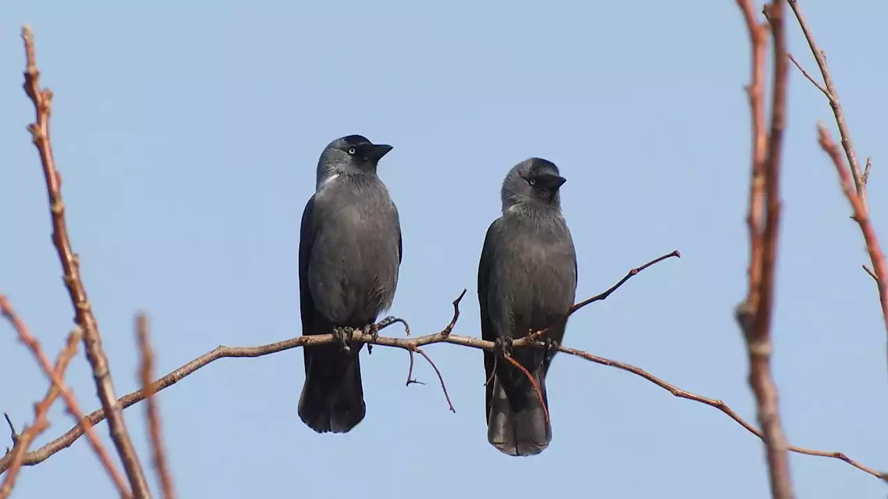 These crow relatives put food over friendship