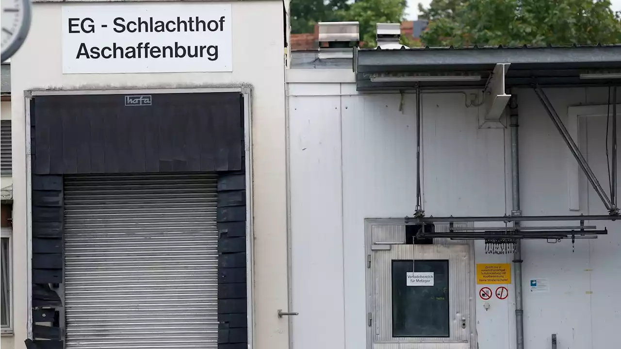 Schlachthof darf nach Tierschutzskandal wieder schlachten