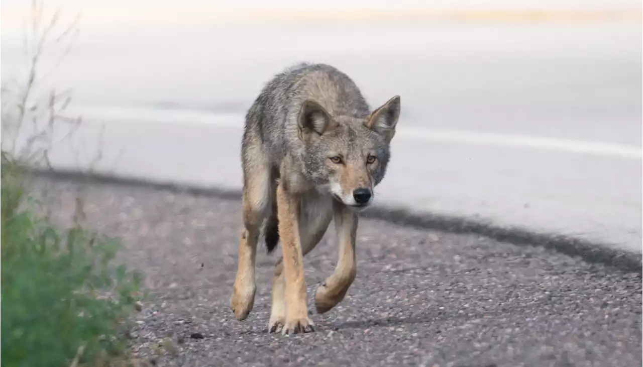 Coyote in Cape Breton attack still at large