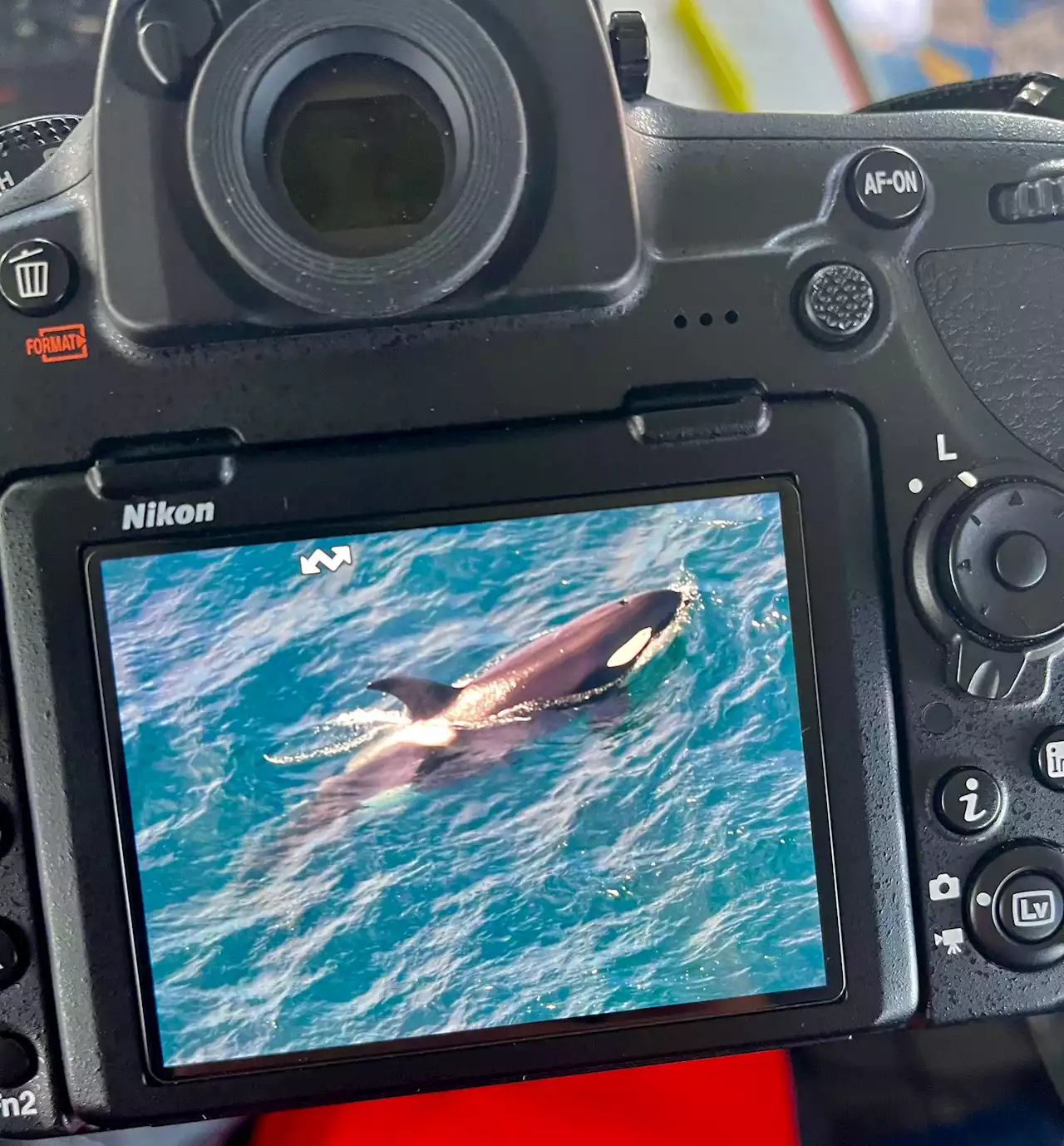 Researchers spot one of the largest pods of killer whales recorded in N.L. in 100 years