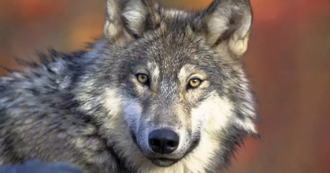 Wisconsin wolf hunters face tighter regulations under new permanent rules