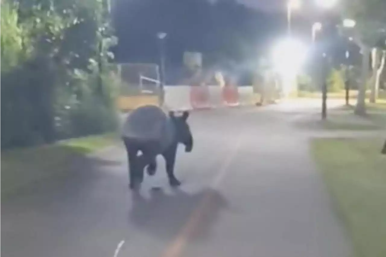 Rare tapir spotted running along Punggol park connector; Acres cautions against going near animal