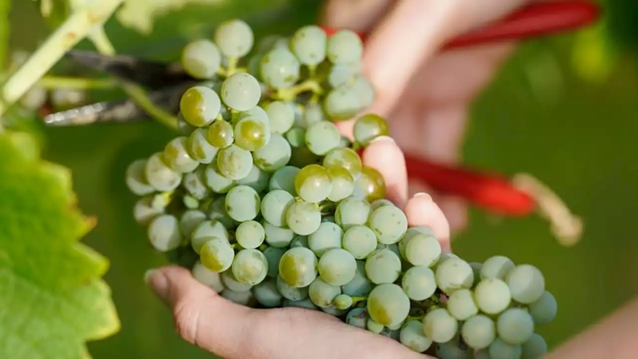 Viel Sonne: Weinbauern hoffen auf guten Jahrgang