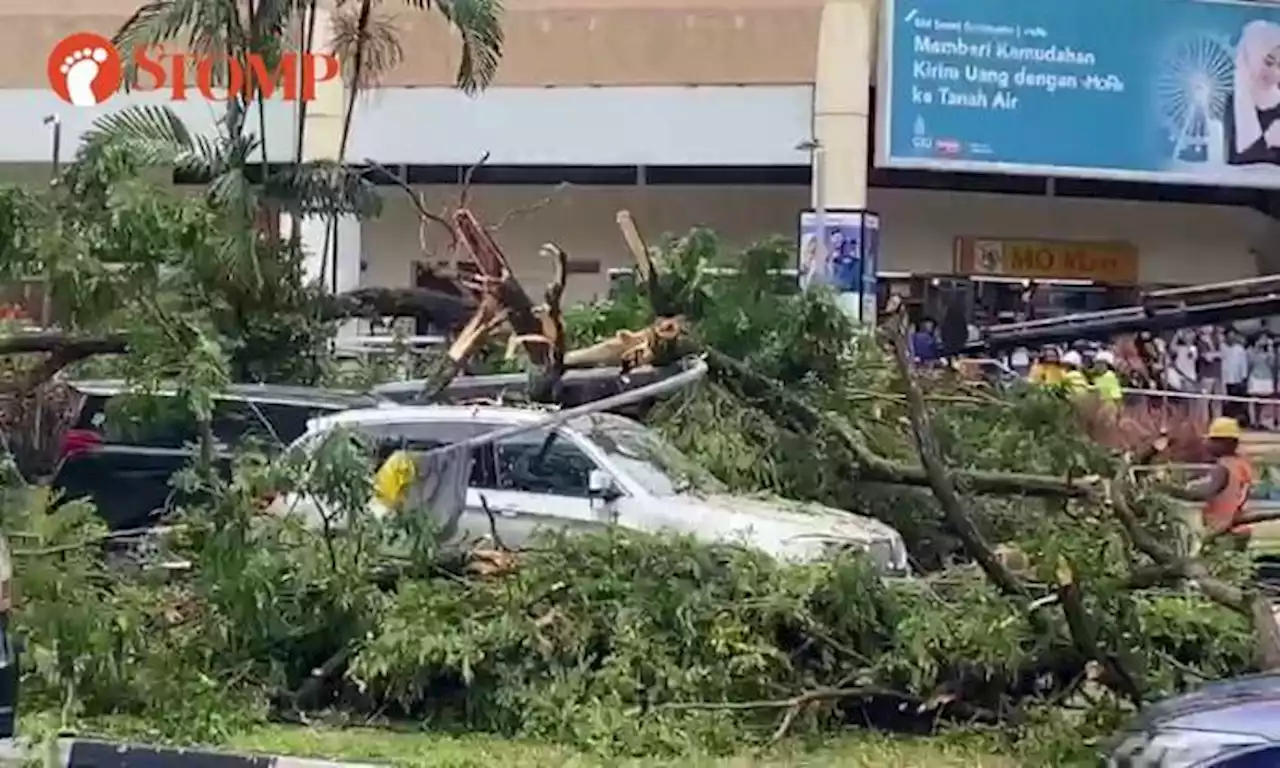 Passers-by rush to help after 20m-tall tree falls on vehicles outside City Plaza in Geylang