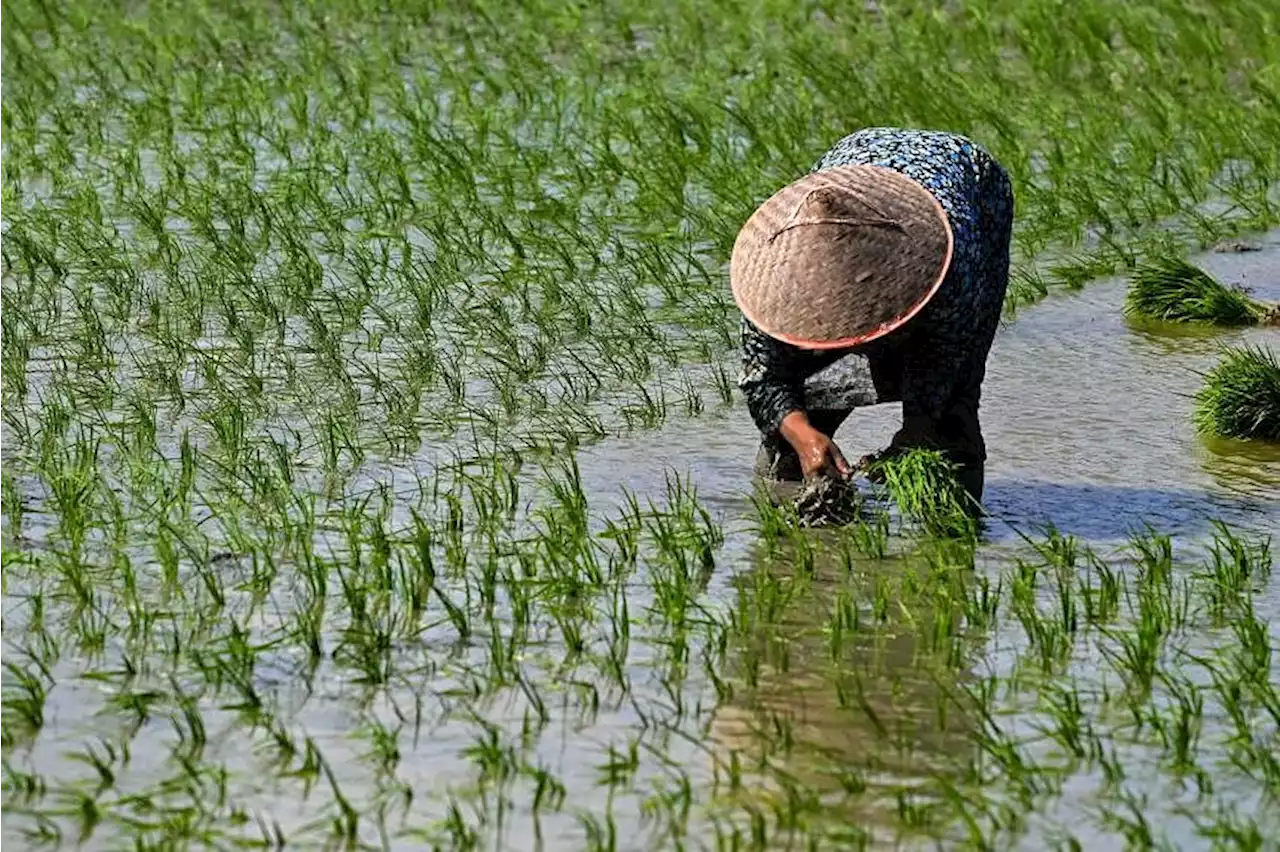 Indonesian President Jokowi says rice stock sufficient amid rising prices