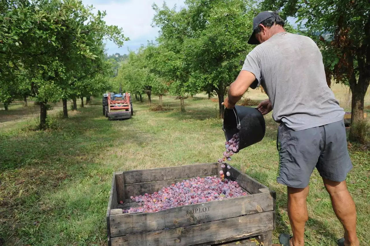 En Lot-et-Garonne, l’abondante récolte de prunes de table fait chuter les prix