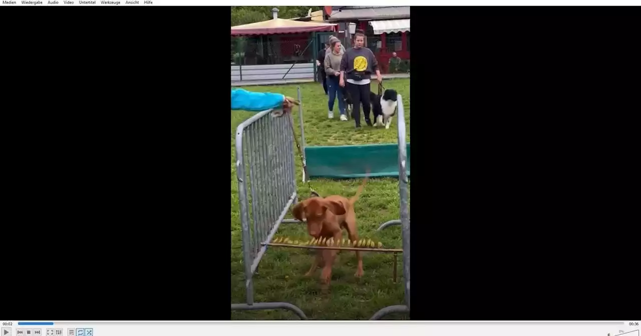 Vorwurf der Tierquälerei: Videos aus einer Saarbrücker Hundeschule sorgen für Empörung