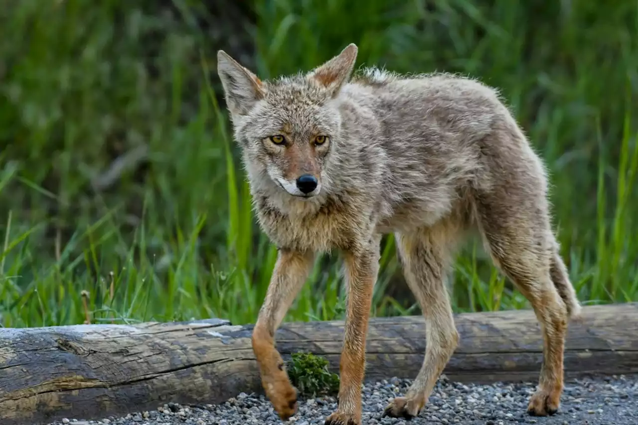 Coyote sightings raise concern