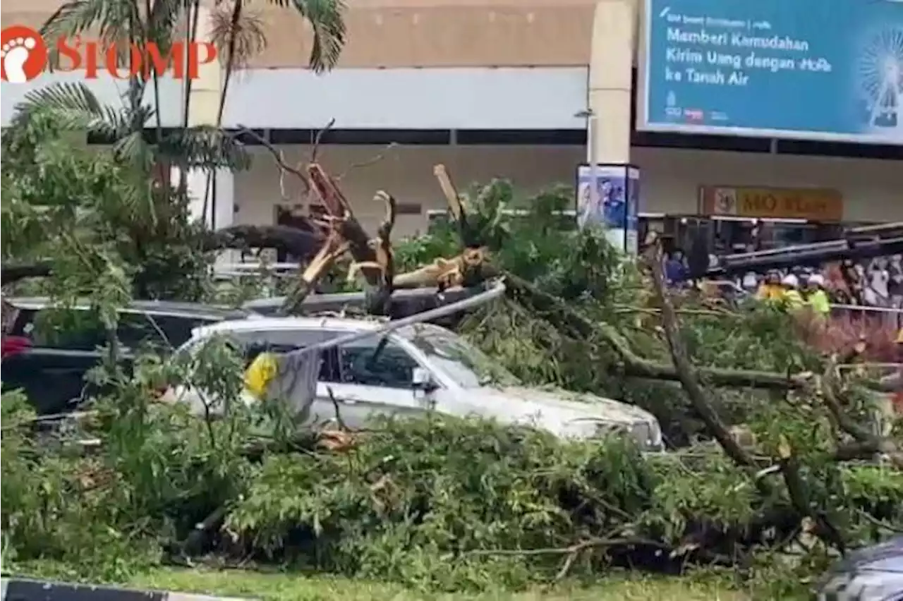 Passers-by rush to help after 20m-tall tree falls on vehicles outside City Plaza