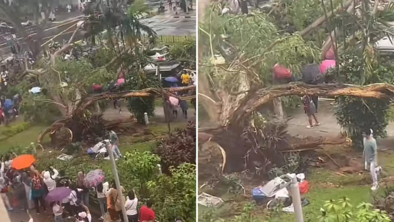 Big tree at City Plaza cut down after toppling on road and crushing vehicles on Sept 10