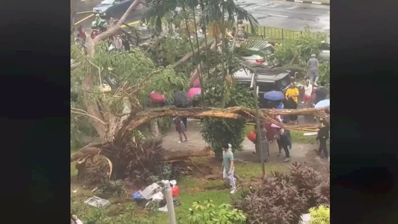 Big tree on City Plaza grounds cut down after toppling on road and crushing vehicles on Sunday