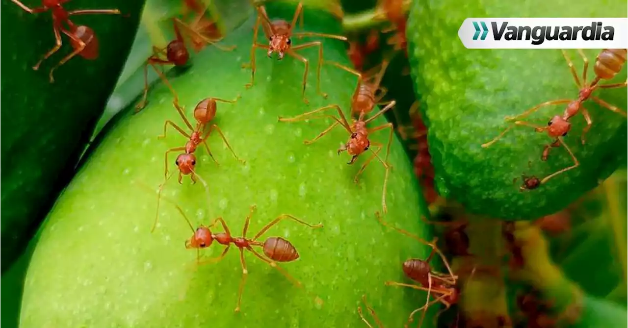 Esta es la temida hormiga roja de fuego, la especie invasora, que amenaza a Europa