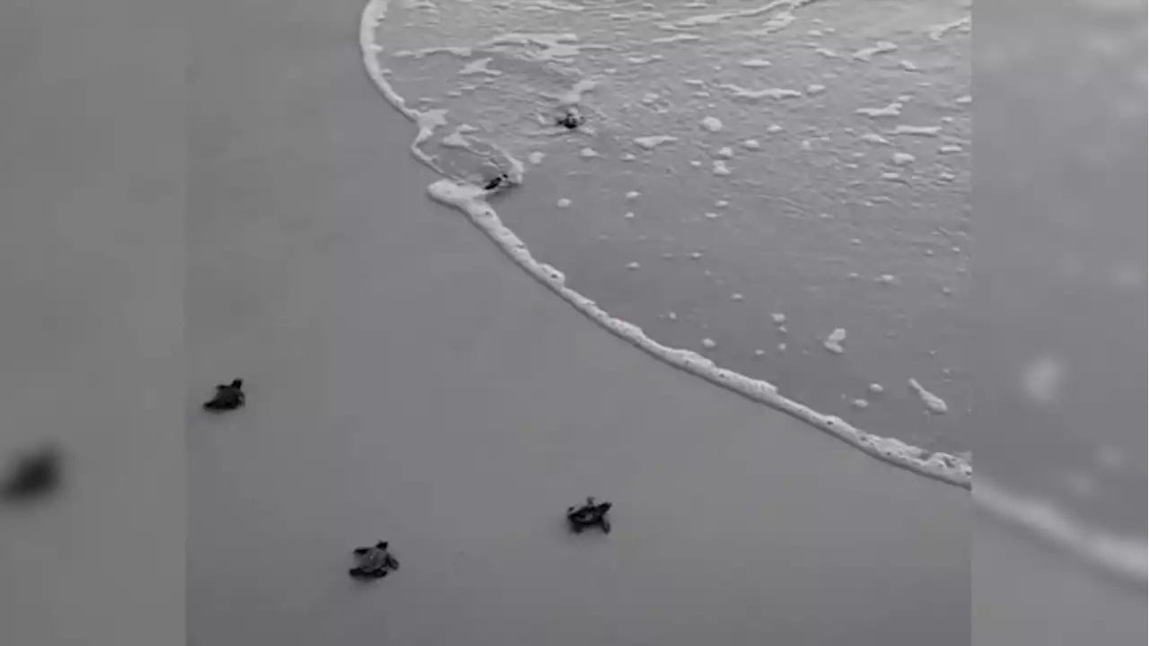 Video: Group of kids help rescue lost sea turtle hatchlings at Hanna Park