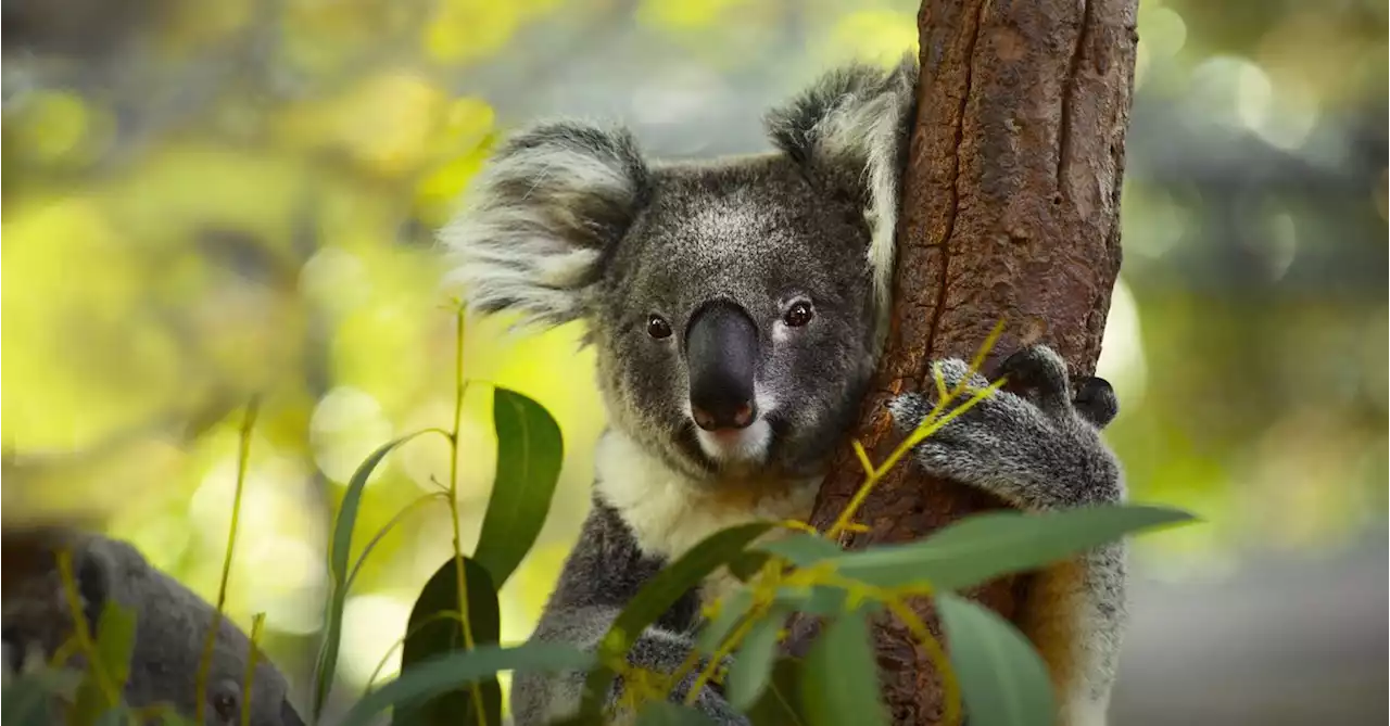 Logging halted in NSW state forests with 'koala hubs' slated