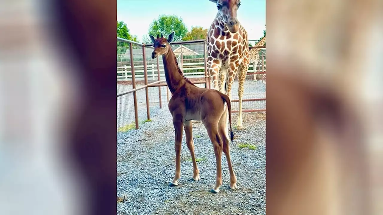 Spotless giraffe seen in Namibia, weeks after one born at Tennessee zoo: Conservation organization