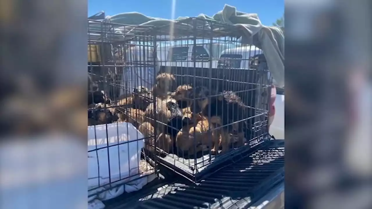 21 dogs die, dozens other rescued from squalid conditions at Lake Los Angeles home