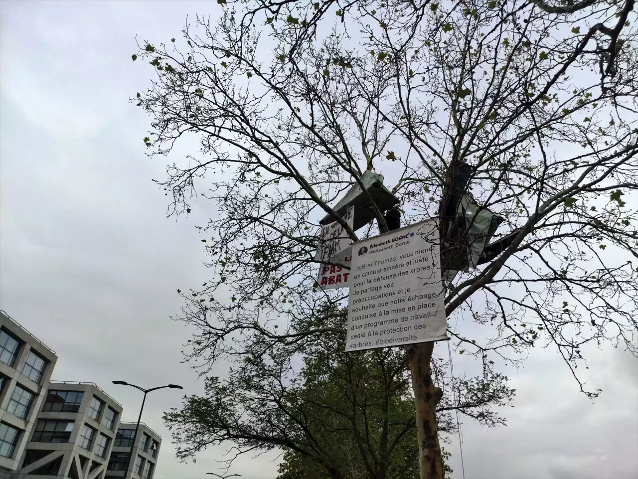 Toulouse. A69 : perché dans un arbre à 12 mètres de haut, un militant secouru