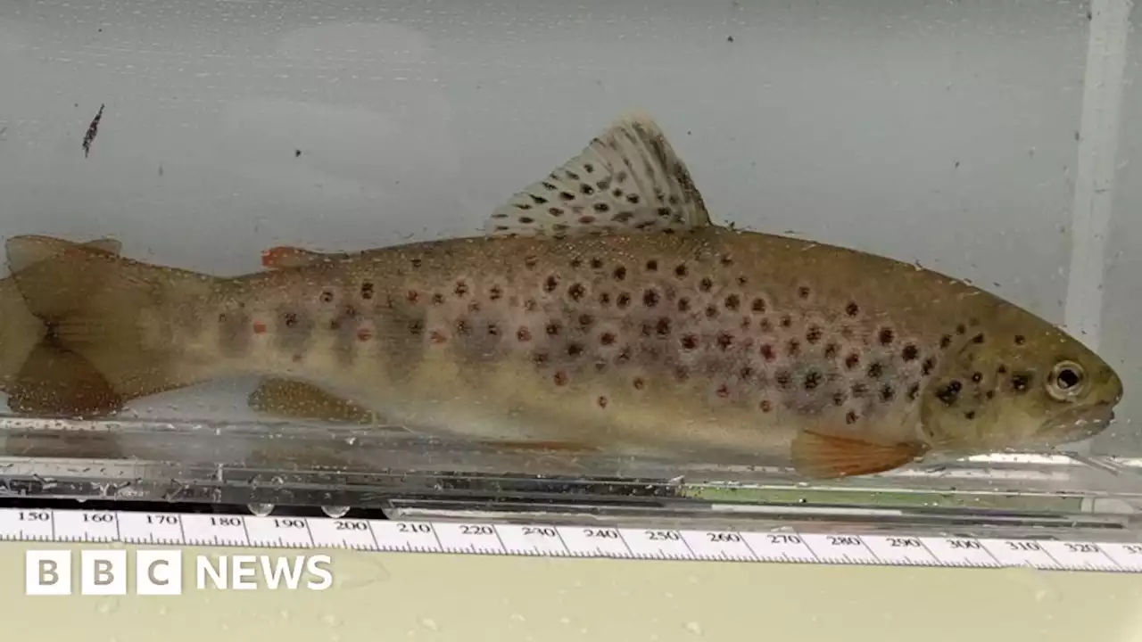 Fish rescued from Shropshire river after heatwave