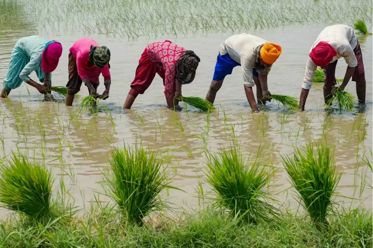 Rice price spike offers preview of climate food disruption