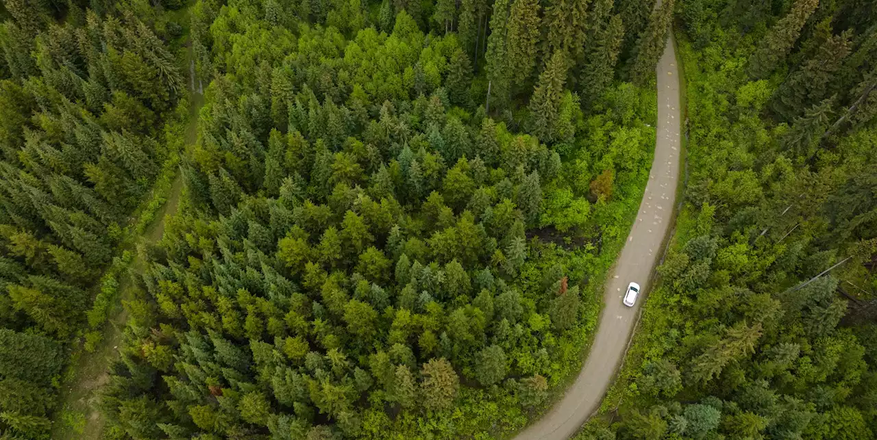 'Crossings' Looks at How Roads (and the Cars on Them) Impact the Natural World